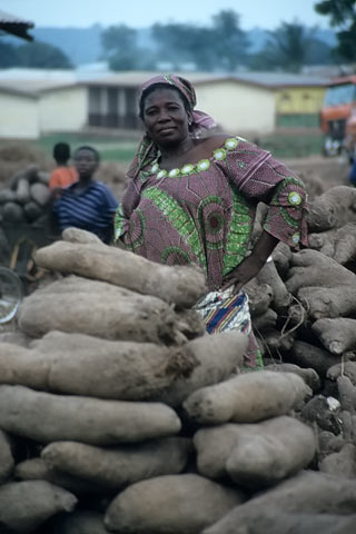https://www.transafrika.org/media/Bilder Ghana/cassava.jpg